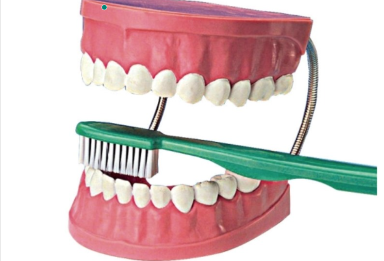 GIANT DENTAL MODAL W TOOTHBRUSH 